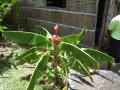 DSCF3620.jpg