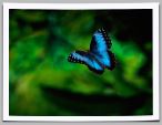 Veragua-morpho.jpg