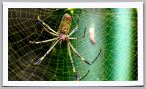 Golden-Orb.jpg