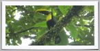 img_0330-toucan-crop.jpg
