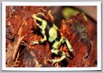 Green-and-Black-poison-dart-frog.jpg