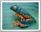 Veragua-01-frog.jpg